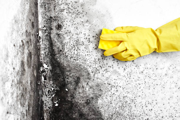 Best Crawl Space Mold Remediation in Choctaw, OK