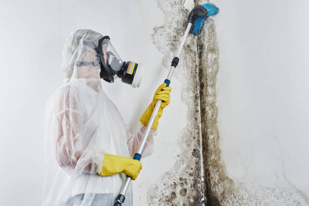 Professional Mold Remediation in Choctaw, OK