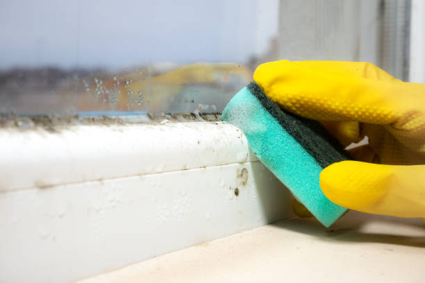 Best Preventive Mold Services in Choctaw, OK