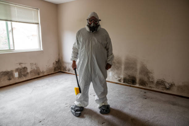 Best Attic Mold Remediation in Choctaw, OK