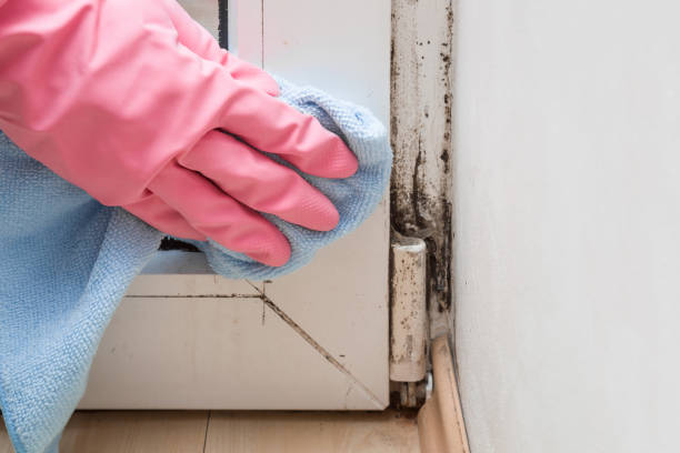 Best Localized Mold Remediation (e.g., coastal areas, humid climates) in Choctaw, OK